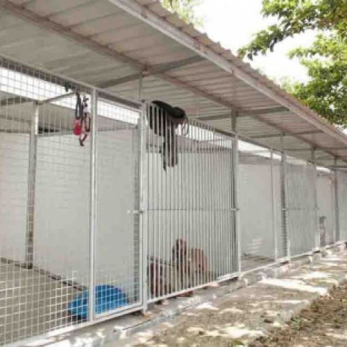 Zona exterior con las dependencias para perros