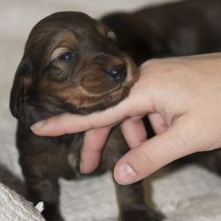 Perro joven recibiendo cuidados