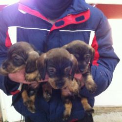 Persona mostrando varios perros nacidos en la misma camada