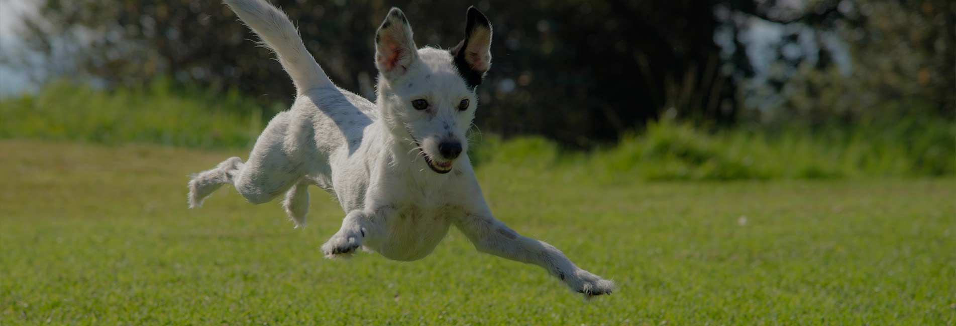 Guardería canina en Valladolid