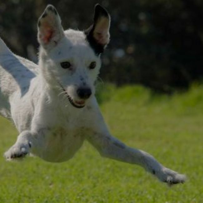 Guardería canina en Valladolid