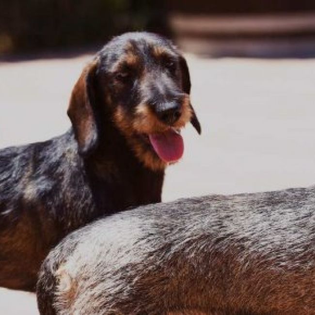 Criadero de perros teckel en Valladolid