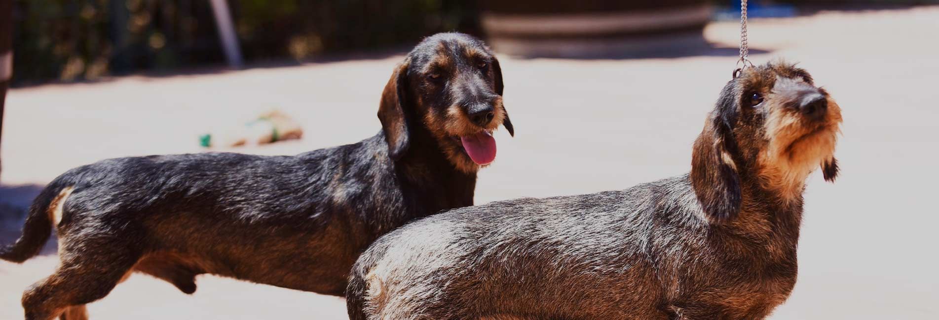 Criadero de perros teckel en Valladolid