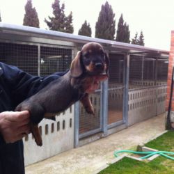 Mostrando longitud de un Perro Teckel joven