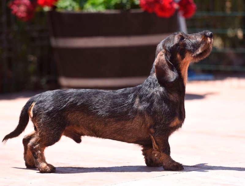 Criadero de perros teckel Valladolid