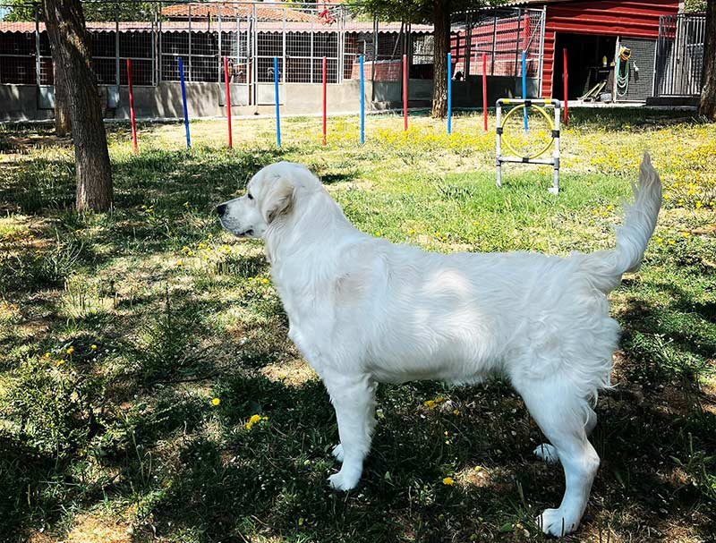 Hotel para perros en Valladolid